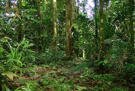 Piedras Blancas National Park Costa Rica - CostaRicaInfoLink.com