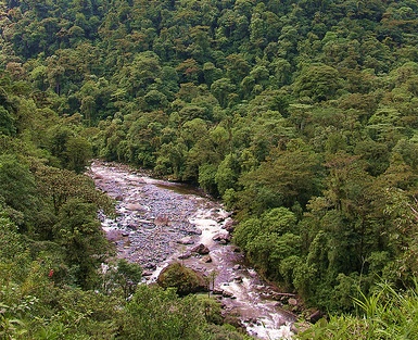 Tapantí National Park Costa Rica – CostaRicaInfoLink.com