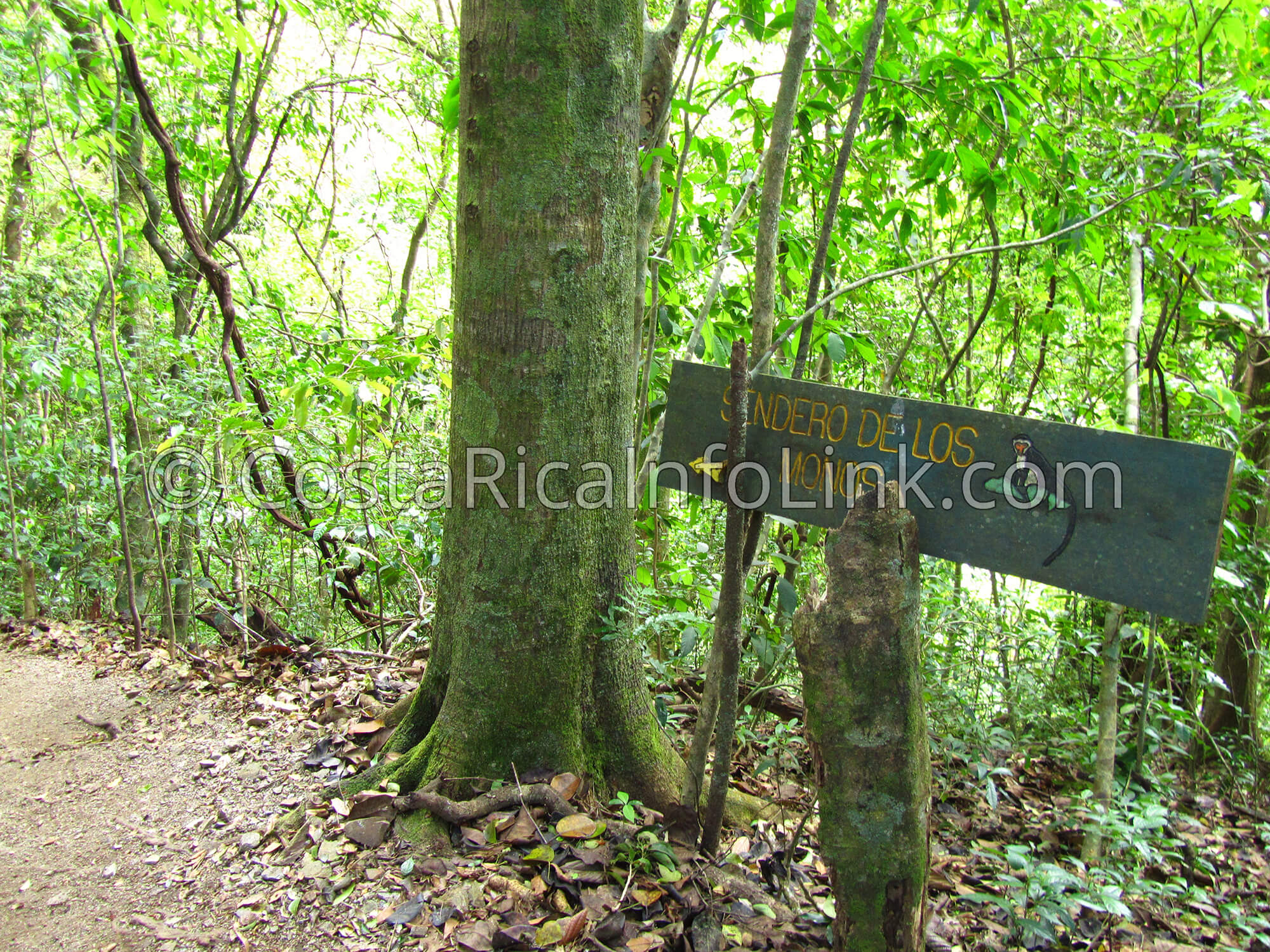 Children’s Eternal Rainforest Private Reserve Costa Rica