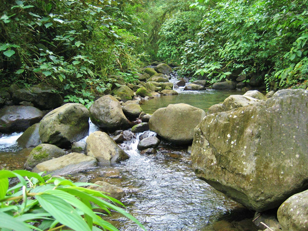 Alberto Manuel Brenes Biological Reserve Costa Rica - CostaRicaInfoLink.com