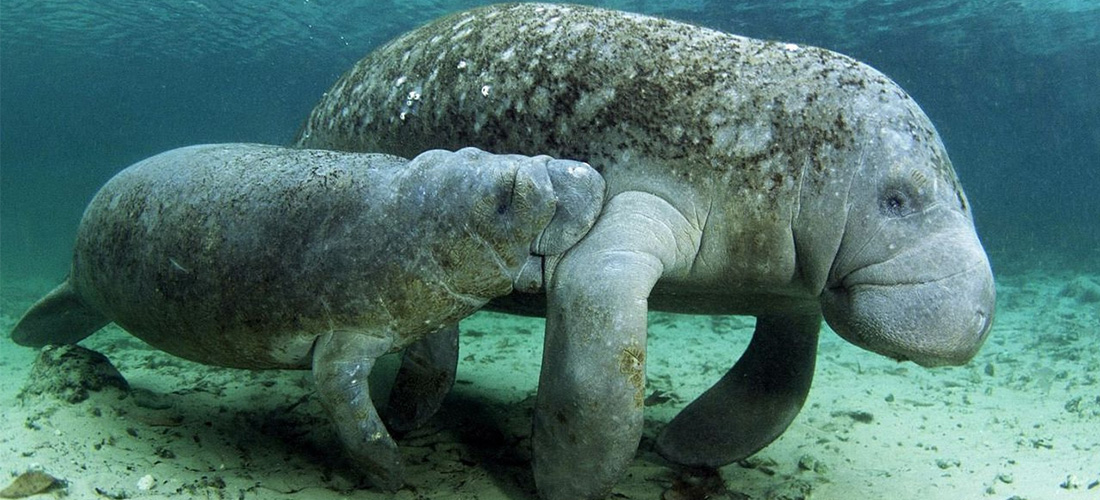 Manatee The National Symbol Of Costa Rica Marine Wildlife Costaricainfolink Com