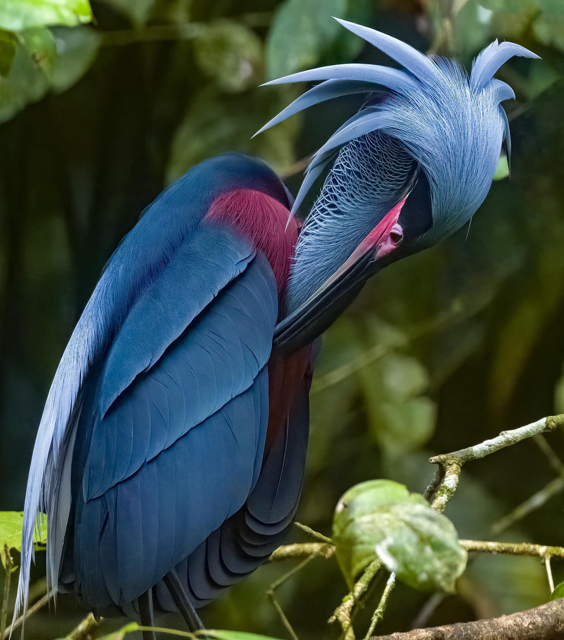 Agami Heron.