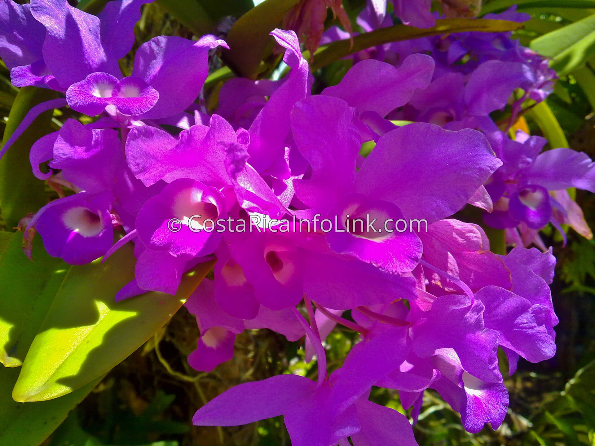 Guaria Morada, Flor Nacional de Costa Rica - Costa Rica