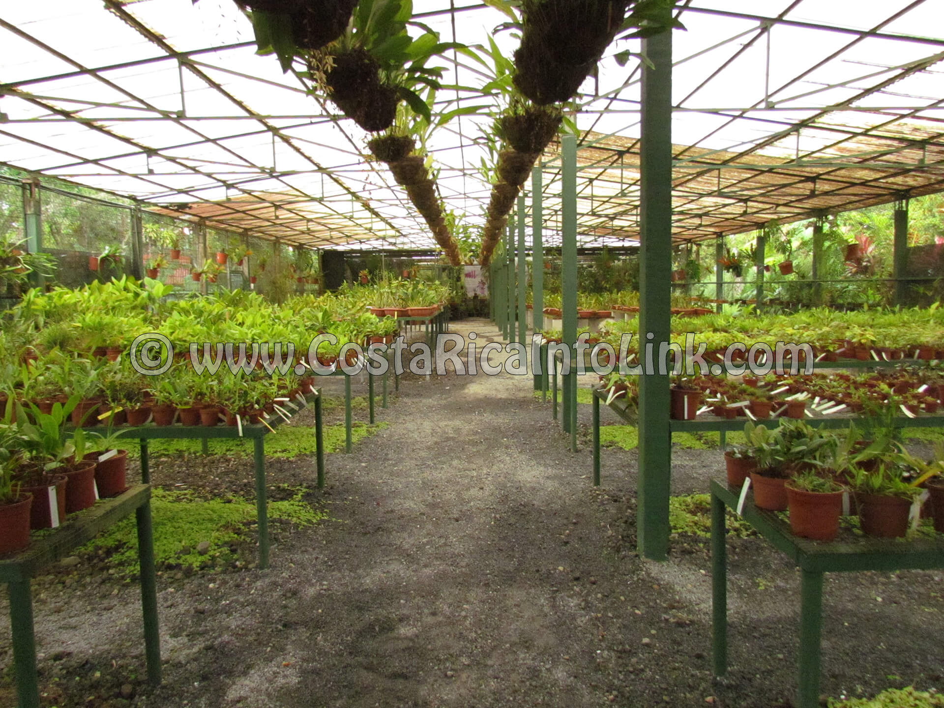 Jardín Botánico Lankester Costa Rica Horario, Fotos, Dirección, Bus