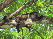 Mono en Playa Barco Quebrado Costa Rica