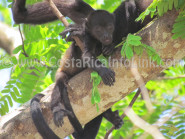 Mono en Playa Barco Quebrado Costa Rica