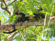 Monos en Playa Barco Quebrado Costa Rica