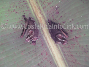 Murcielagos en Rafiki Safari Lodge Costa Rica