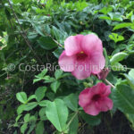 Hotel Villas Cabuyal en Nacascolo Liberia Guanacaste Costa Rica