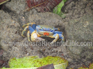 Crab - Almonds & Corals Hotel Costa Rica