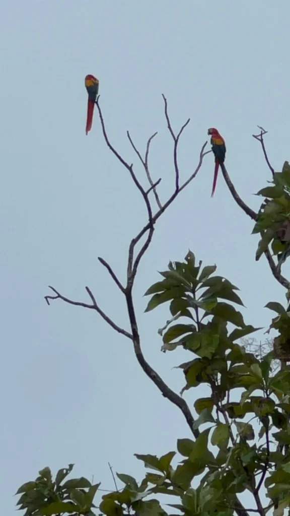 Scarlet Macaws - Villas La Paillote Boutique Villas near Playa Tambor, Paquera
