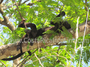 Monkeys at Barco Quebrado Beach Costa Rica