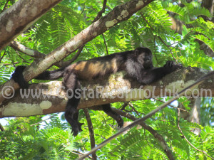 Howler Monkeys at Barco Quebrado Beach Costa Rica