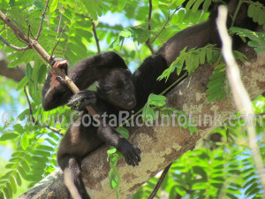 Howler Monkeys at Barco Quebrado Beach Costa Rica