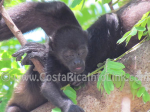 Monkeys at Barco Quebrado Beach Costa Rica