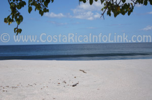 Cabuyal Beach Costa Rica
