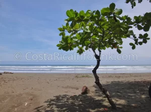 Matapalo Beach Costa Rica